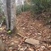 Difficult root climb on Wilkin's Way in Walnut Creek Park.