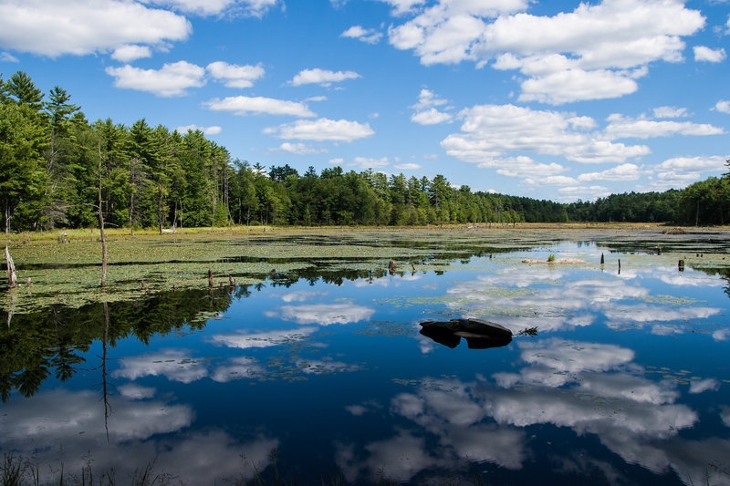 Hayes Marsh