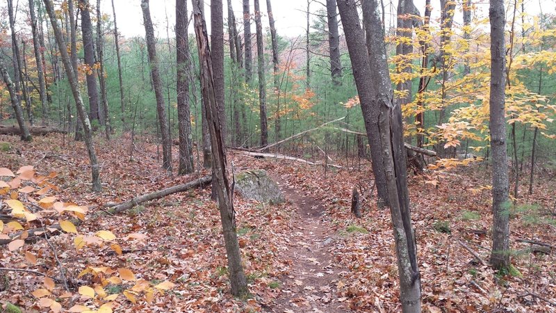 Hedgehog Ledge smooth singletrack