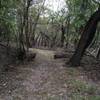 This path is in the woods and not very sandy.