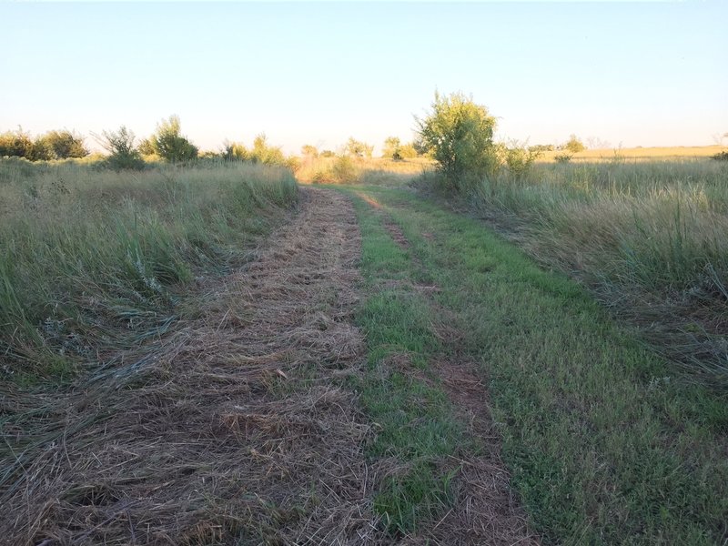 Mown section with locust trees.