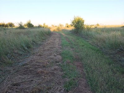 Mown section with locust trees.
