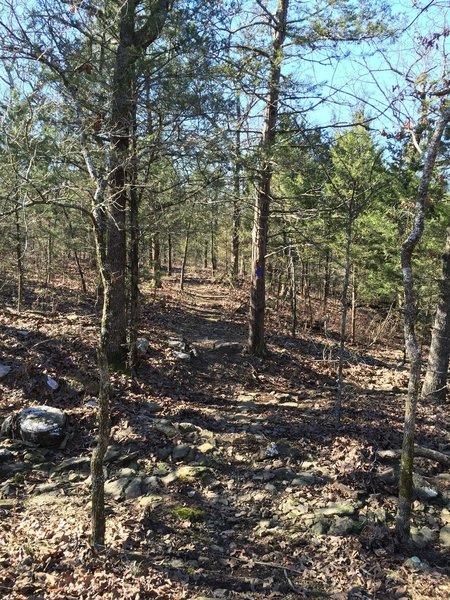 The rocks and roots on this trail are a fun challenge!