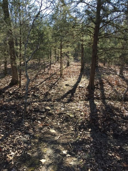 I love the tree cover on this trail!