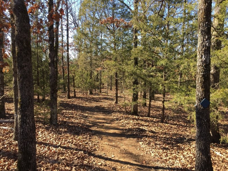 This whole section of the trail is on top of the hill; no real elevation change, but a great trail through the woods