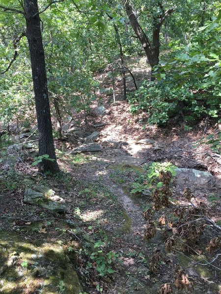 The trail is actually very similar to Badger Creek at Fall River's trail.