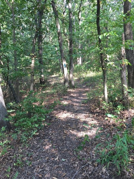 This trail is very similar to Fall River too, but it needs some reroutes to improve the trail.