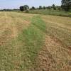 Kinda interesting, the mowed trail is green where the rest of the field is yellow.