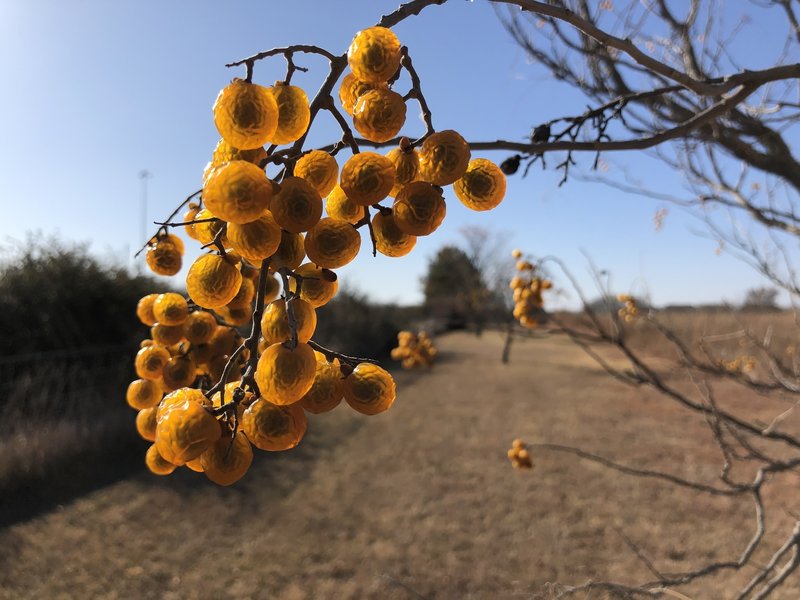 Not sure what these are, trying to identify them now...might be tiny plums?