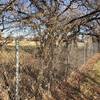 There are poison ivy bushes growing in the chainlink fence all along the north side of the park between the apartments and houses.