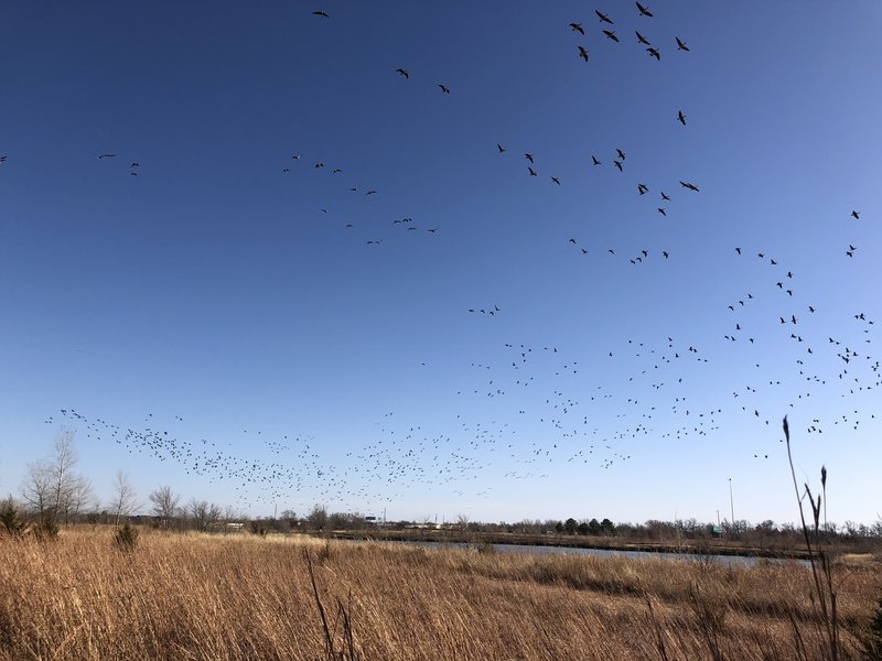 Canadian Geese love this lake this time of year.