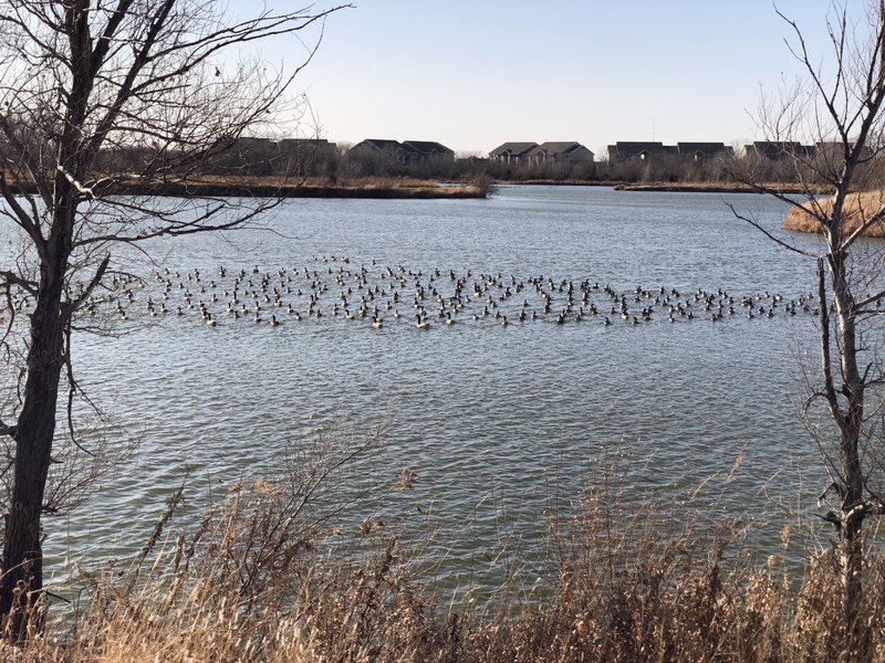 Geese enjoying the lake