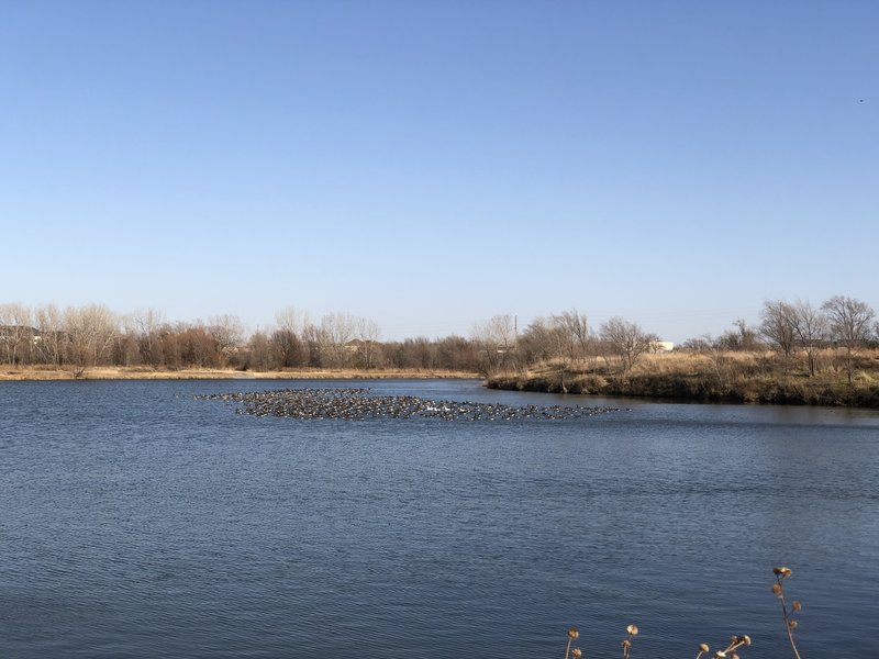 More geese on the lake