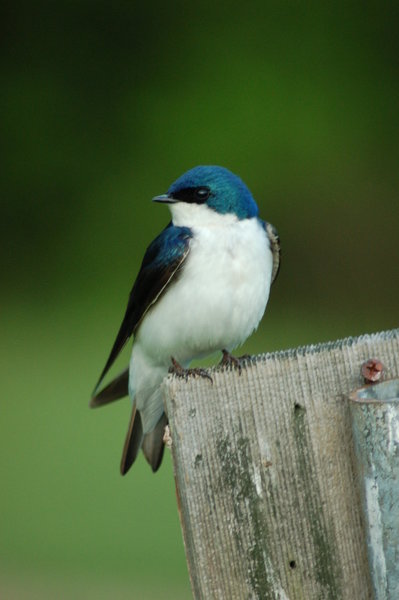 Tree Swallow" by A. Drauglis (https://tinyurl.com/rykk52b), Flickr licensed under CC BY-SA 2.0 (https://creativecommons.org/licenses/by-sa/2.0/).