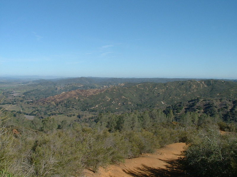 above the trees