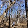 Enormous cottonwoods that eventually fall from their own weight.