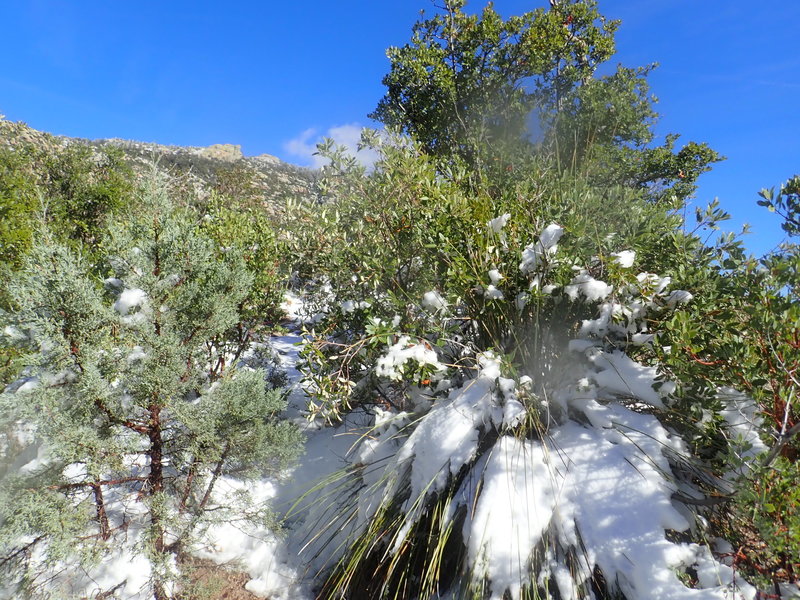 Snow at the top or Romero Pass