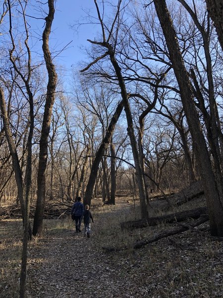 lots of fallen trees on the slope of the bluff