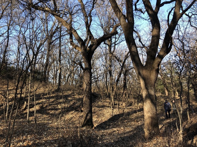 This piece of trail goes up and down the hill over and over. It's fun!