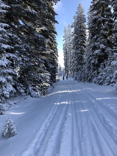 8" of fresh snow