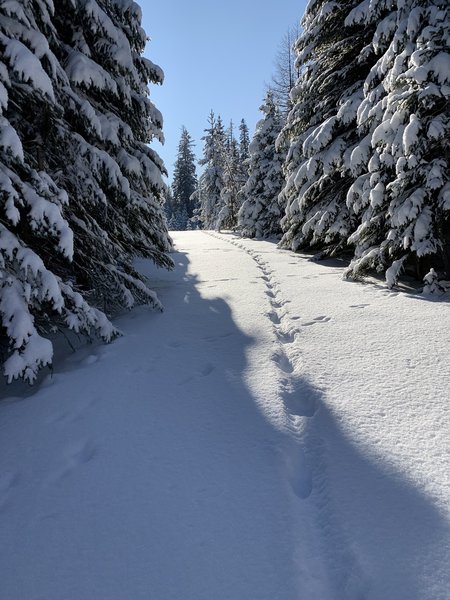 Wolf Tracks