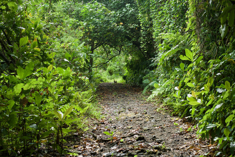 Why did the chicken cross the road? The trail is wide at this point and works its way uphill through the rain forest.