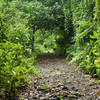 Why did the chicken cross the road? The trail is wide at this point and works its way uphill through the rain forest.