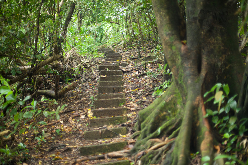 There are a series of stairs that you have to climb along the World War 2 Heritage trail. These date back to the 1940s and allowed soldiers to traverse the ridge line.