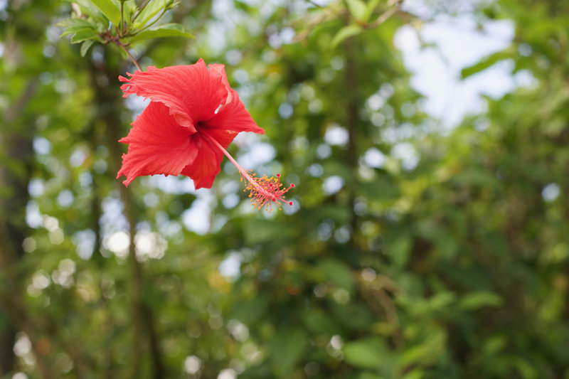 Flowers bloom along the trail and add a little bit of color to the lush green landscape.