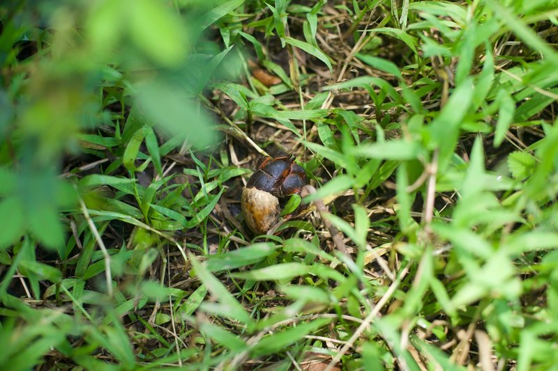 A hermit crab crosses the trail. If you keep on the lookout, frogs, lizards, and crabs can be seen scurrying across the trail beneath you.