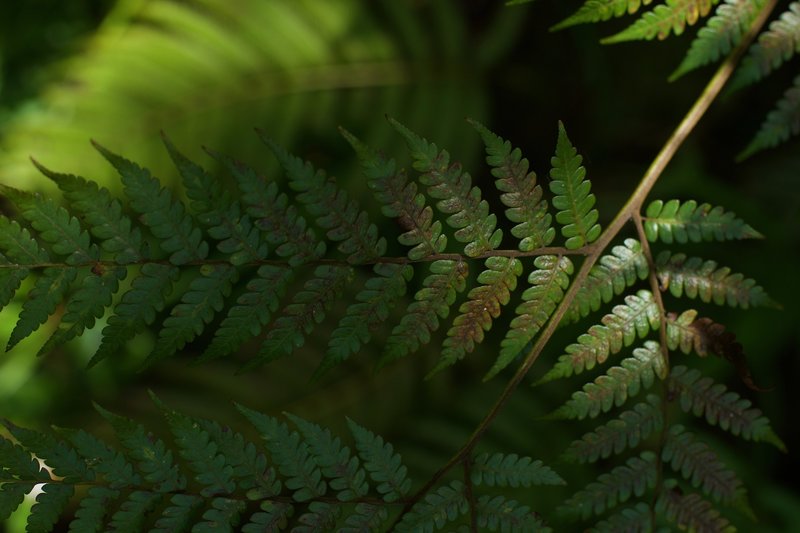 Ferns are common throughout the trail due to the wet climate.