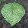 Large leafed plants line the trail, with beautiful patterns on them.