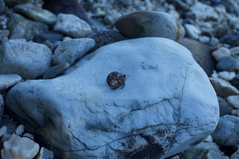 Hermit crab making his way across this rock.