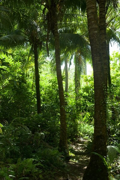 The trail passes through a stand of coconut trees, so watch your head for falling coconuts.