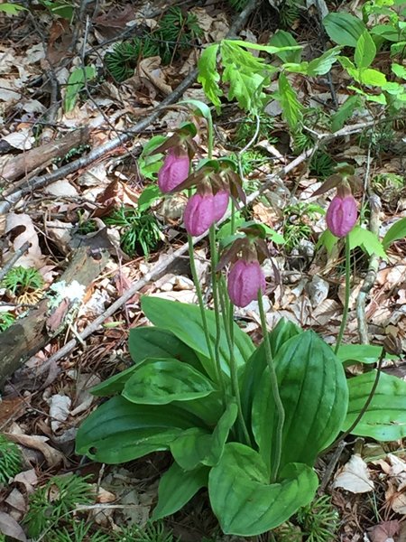 Lady Slipper Orchid