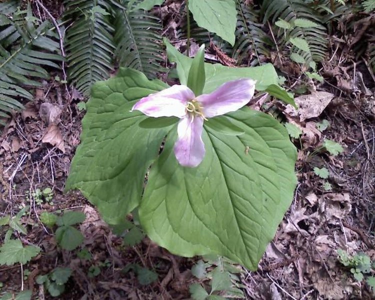 A trillium found along the trail.