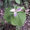 A trillium found along the trail.