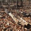 Lots of debris on trail near shoreline.