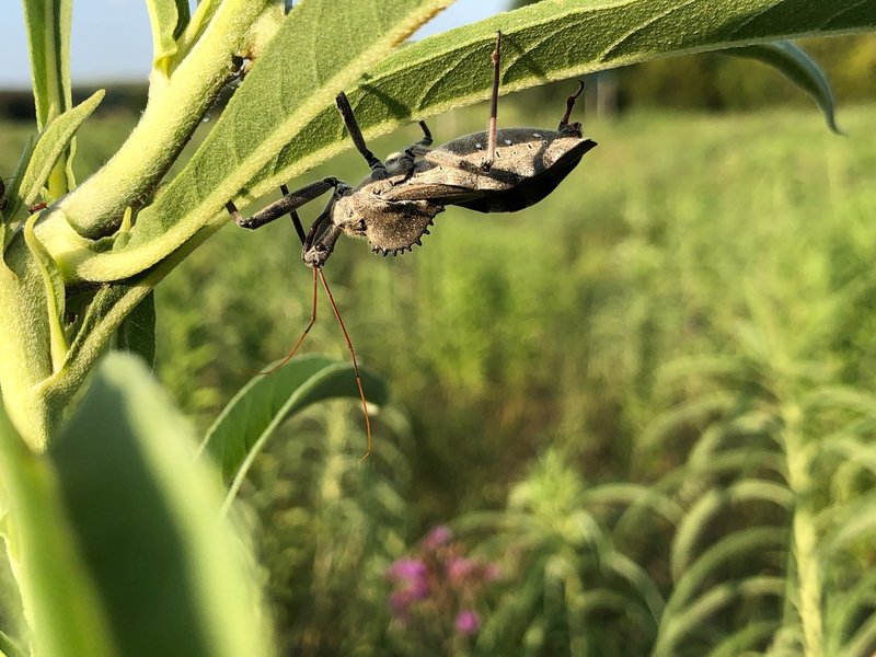 Assassin bug along the trail.