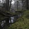 Mossy spring through a misty haze.