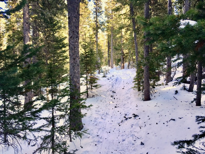 Snowshoeing Waldrop Trail