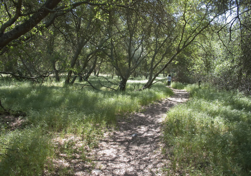 Valley oak woodland on Natoma Trail.