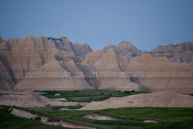 Buffalo herd at dusk in Sage Creek Basin again a colorful formation.