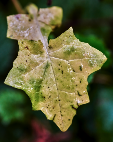 A wet leaf on a wet Autumn morning