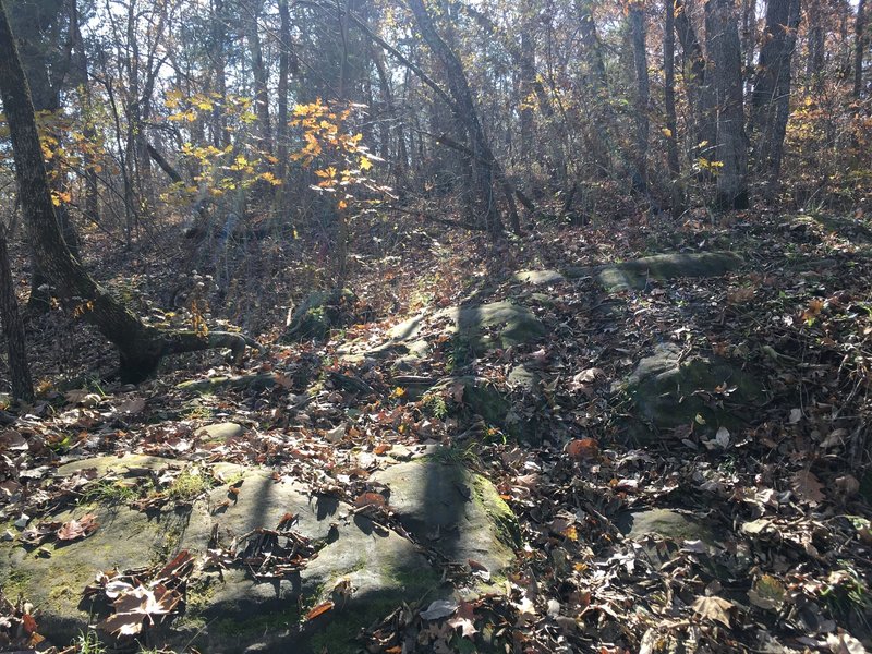 Warning!  Watch for this spot if MTB or trail running at a good pace.  These rocks stay well hidden and can catch you off guard.  The picture doesn't show enough, you'll know what I mean once you encounter them.