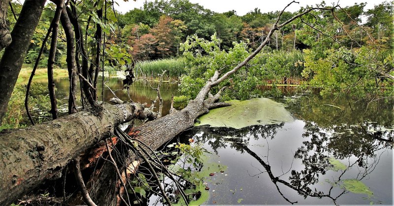 Pigeon River" by Mike Lozon. Photo courtesy of Ottawa County Parks & Recreation.