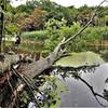 Pigeon River" by Mike Lozon. Photo courtesy of Ottawa County Parks & Recreation.