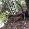 This downed tree has an old cable attached that can be used to rap to the bottom of a bluff.