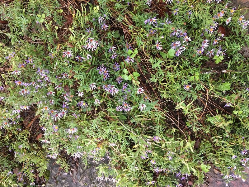 Wildflowers found along the trail!