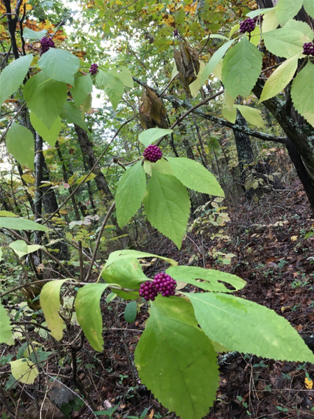 More wild berries found along the way!